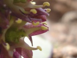 Eucomis schijffii curved stamens